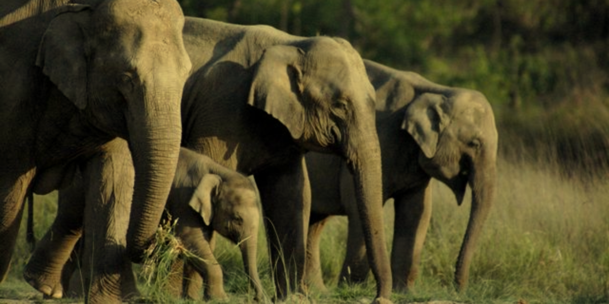 Rajaji National Park